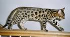The Bengal Cat Breed