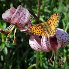 Attēlu rezultāti vaicājumam “Boloria titania underside”