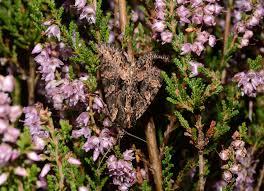 Attēlu rezultāti vaicājumam “Mniotype satura”