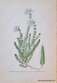 Attēlu rezultāti vaicājumam “Erica tetralix”