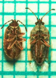 Attēlu rezultāti vaicājumam “Kleidocerys resedae imago”