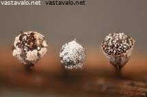 Attēlu rezultāti vaicājumam “Craterium leucocephalum stalked”