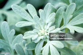 Attēlu rezultāti vaicājumam “Artemisia absinthium leaf”