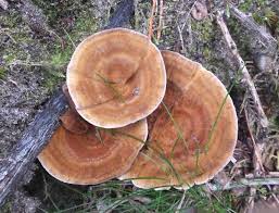 Attēlu rezultāti vaicājumam “Coltricia perennis”