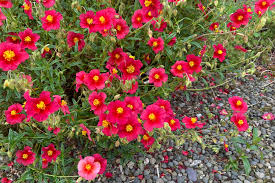 Attēlu rezultāti vaicājumam “Helianthemum x hybridum flower”