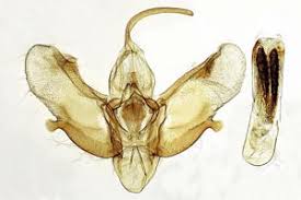 Attēlu rezultāti vaicājumam “Pareulype berberata”