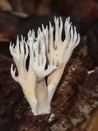 Attēlu rezultāti vaicājumam “Lentaria sp.”