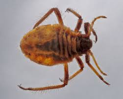 Attēlu rezultāti vaicājumam “Schizolachnus pineti”