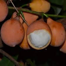 Attēlu rezultāti vaicājumam “Betula humilis fruit”