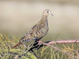 Image result for Zenaida macroura