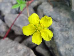 Attēlu rezultāti vaicājumam “Argentina anserina leaf”
