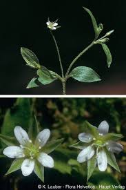 Attēlu rezultāti vaicājumam “Moehringia trinervia flower”