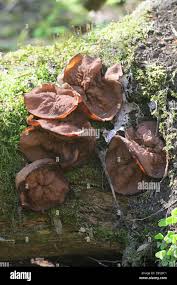 Attēlu rezultāti vaicājumam “Discina perlata”