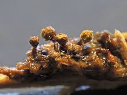 Attēlu rezultāti vaicājumam “Trichia botrytis var. cerifera macro”