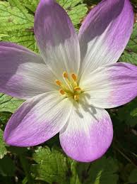 Attēlu rezultāti vaicājumam “Colchicum autumnale flower”