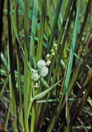 Attēlu rezultāti vaicājumam “Sparganiaceae”