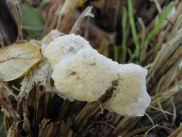 Attēlu rezultāti vaicājumam “Fuligo cinerea”