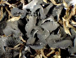 Attēlu rezultāti vaicājumam “Leptogium saturninum”