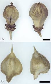 Attēlu rezultāti vaicājumam “Eleocharis uniglumis fruit”