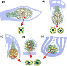 Attēlu rezultāti vaicājumam “Blasia pusilla sporophyte”
