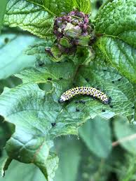 Attēlu rezultāti vaicājumam “Shargacucullia scrophulariae larva”