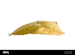 Attēlu rezultāti vaicājumam “Pieris napi underside”