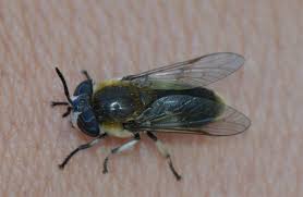 Attēlu rezultāti vaicājumam “Heptatoma pellucens”