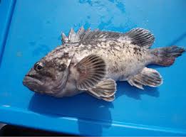 Image result for Sebastes