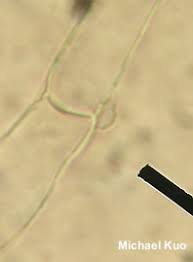 Attēlu rezultāti vaicājumam “Macrotyphula juncea”