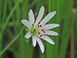 Attēlu rezultāti vaicājumam “Stellaria palustris”