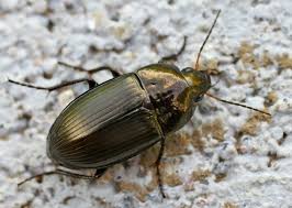 Attēlu rezultāti vaicājumam “Amara sp.”