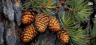 Attēlu rezultāti vaicājumam “Pinus”