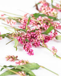 Attēlu rezultāti vaicājumam “Persicaria maculosa flower”