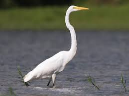 Attēlu rezultāti vaicājumam “Egretta alba adult”