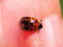 Attēlu rezultāti vaicājumam “Nitidulidae”