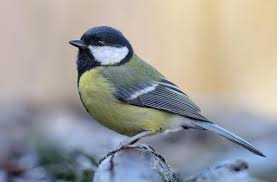 Attēlu rezultāti vaicājumam “Poecile montanus adult”