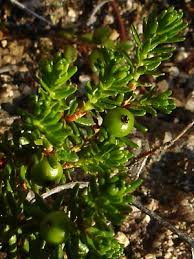 Attēlu rezultāti vaicājumam “Empetrum nigrum”