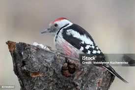 Attēlu rezultāti vaicājumam “Dendrocopos medius adult”