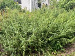 Attēlu rezultāti vaicājumam “Juniperus communis”