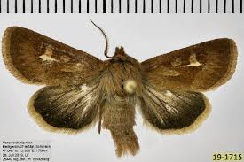 Attēlu rezultāti vaicājumam “Cerapteryx graminis”