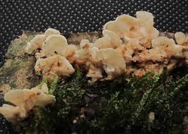 Attēlu rezultāti vaicājumam “Antrodiella faginea”