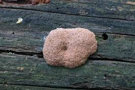 Attēlu rezultāti vaicājumam “Tubifera ferruginosa (subsp. ferruginosa) sessile”