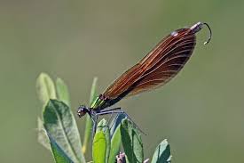 Attēlu rezultāti vaicājumam “Calopteryx virgo female”