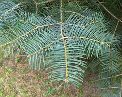 Attēlu rezultāti vaicājumam “Abies concolor”