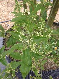 Attēlu rezultāti vaicājumam “Euonymus europaeus flower”