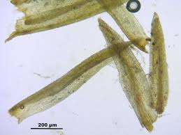 Attēlu rezultāti vaicājumam “Hymenostylium recurvirostrum”