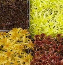 Attēlu rezultāti vaicājumam “Sphagnum rubellum”