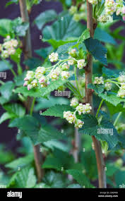 Attēlu rezultāti vaicājumam “Ribes nigrum flower”