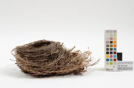 Attēlu rezultāti vaicājumam “Turdus merula nest”