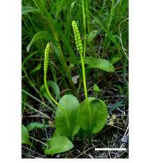 Attēlu rezultāti vaicājumam “Ophioglossum vulgatum”